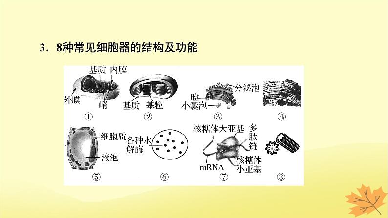 2023版高考生物一轮总复习第2单元细胞的基本结构细胞的物质输入和输出第2讲细胞器之间的分工合作课件05