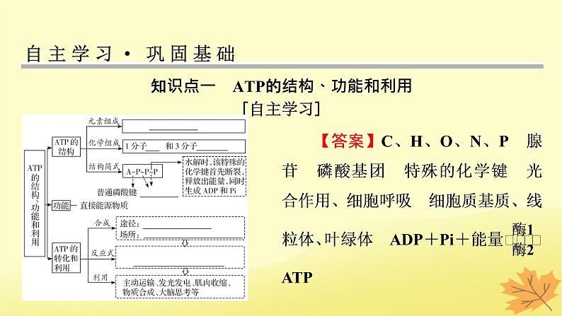 2023版高考生物一轮总复习第3单元细胞的能量供应和利用第2讲细胞的能量“货币”ATP细胞呼吸的原理和应用课件04