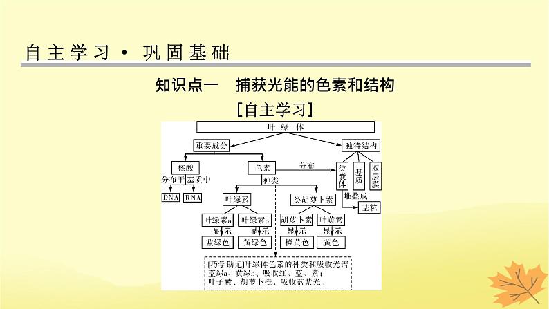 2023版高考生物一轮总复习第3单元细胞的能量供应和利用第3讲光合作用与能量转化课件第4页