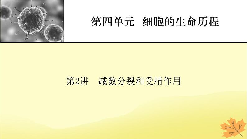 2023版高考生物一轮总复习第4单元细胞的生命历程第2讲减数分裂和受精作用课件第1页