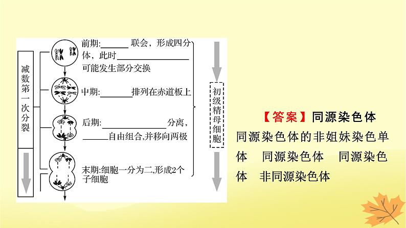 2023版高考生物一轮总复习第4单元细胞的生命历程第2讲减数分裂和受精作用课件第5页