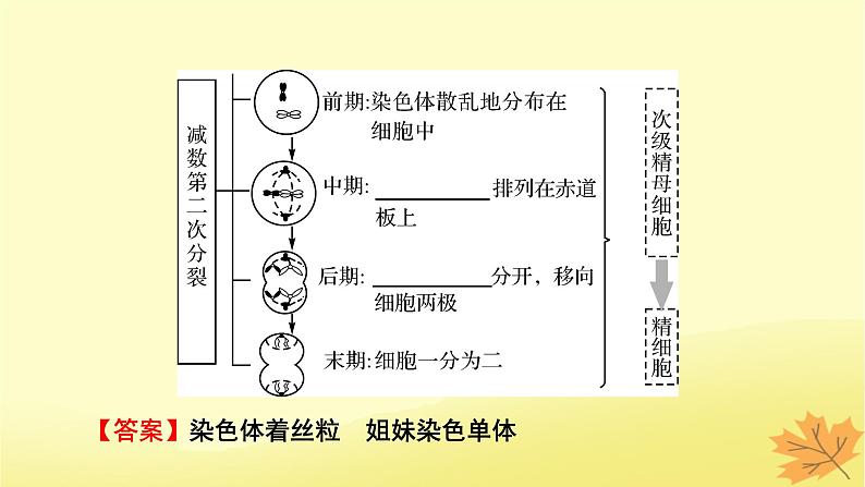 2023版高考生物一轮总复习第4单元细胞的生命历程第2讲减数分裂和受精作用课件第6页