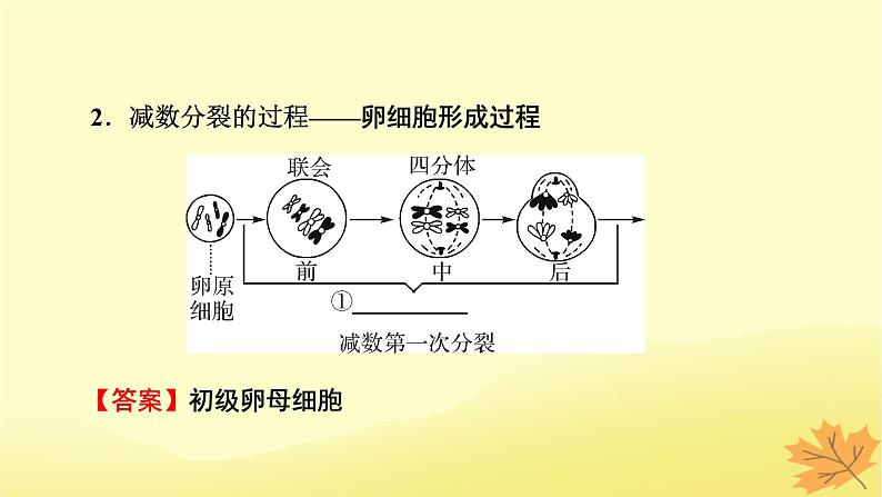 2023版高考生物一轮总复习第4单元细胞的生命历程第2讲减数分裂和受精作用课件第8页