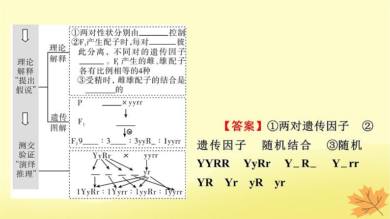 2023版高考生物一轮总复习第5单元遗传因子的发现基因和染色体的关系第2讲孟德尔的豌豆杂交实验二课件第4页