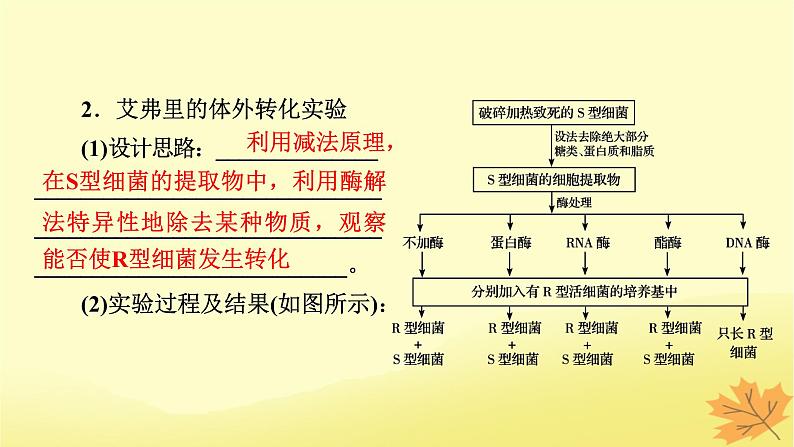 2023版高考生物一轮总复习第6单元基因的本质基因的表达第1讲DNA是主要的遗传物质课件04