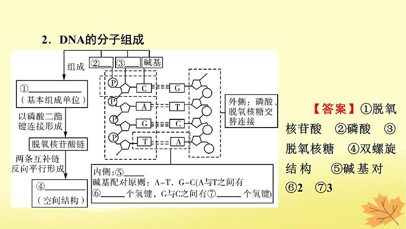 2023版高考生物一轮总复习第6单元基因的本质基因的表达第2讲DNA的结构DNA的复制基因通常是有遗传效应的DNA片段课件05