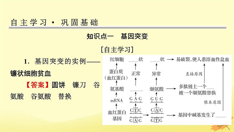 2023版高考生物一轮总复习第7单元基因突变及其他变异生物的进化第1讲基因突变和基因重组课件第3页