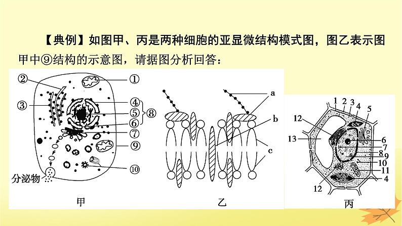 2023版高考生物二轮总复习热点专题4模式图类试题的解题方法课件06