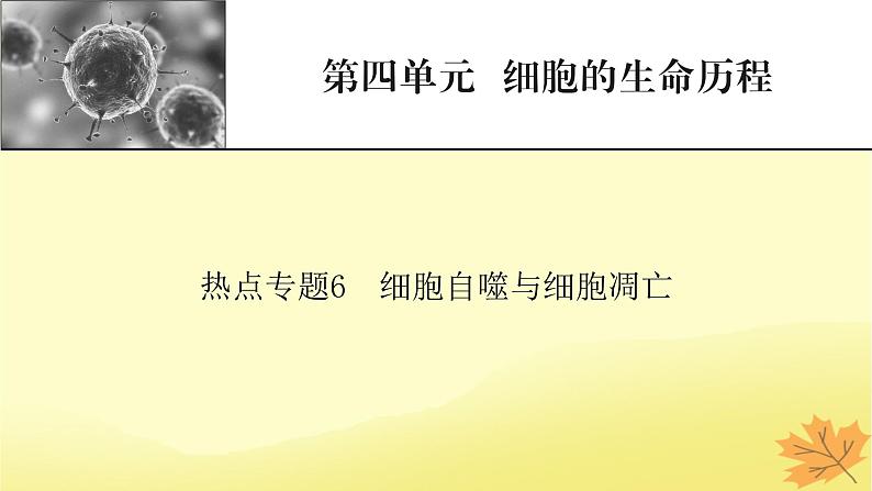 2023版高考生物二轮总复习热点专题6细胞自噬与细胞凋亡课件01