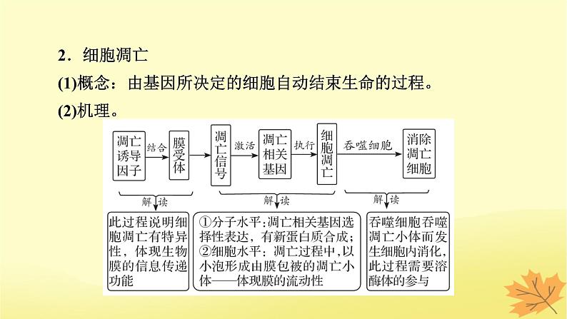 2023版高考生物二轮总复习热点专题6细胞自噬与细胞凋亡课件03