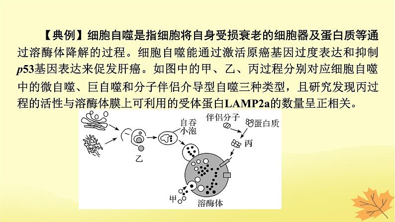 2023版高考生物二轮总复习热点专题6细胞自噬与细胞凋亡课件05