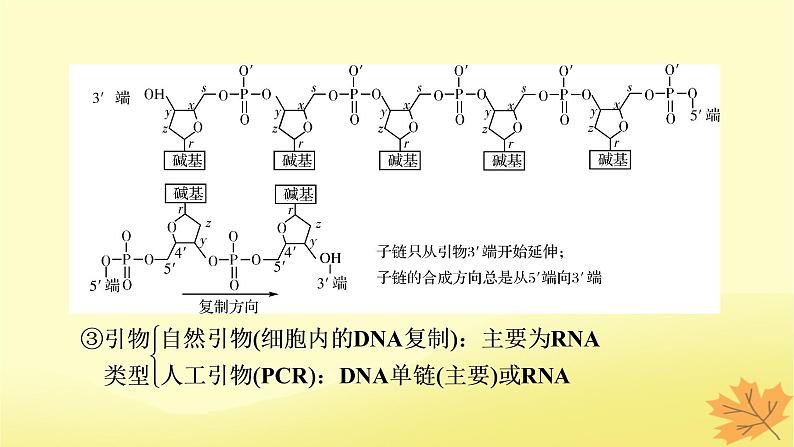 2023版高考生物二轮总复习热点专题14PCR技术及应用课件05