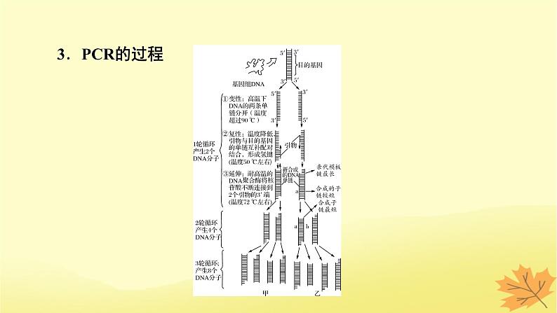 2023版高考生物二轮总复习热点专题14PCR技术及应用课件07