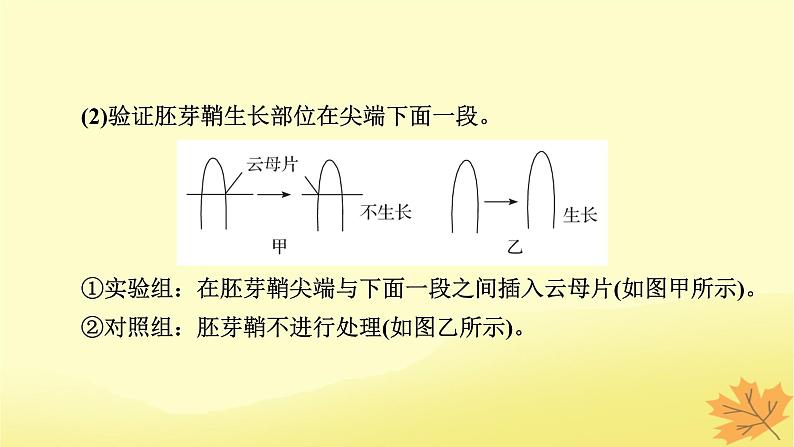 2023版高考生物一轮总复习实验专题3植物激素调节实验探究课件03