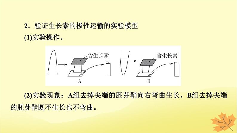 2023版高考生物一轮总复习实验专题3植物激素调节实验探究课件05