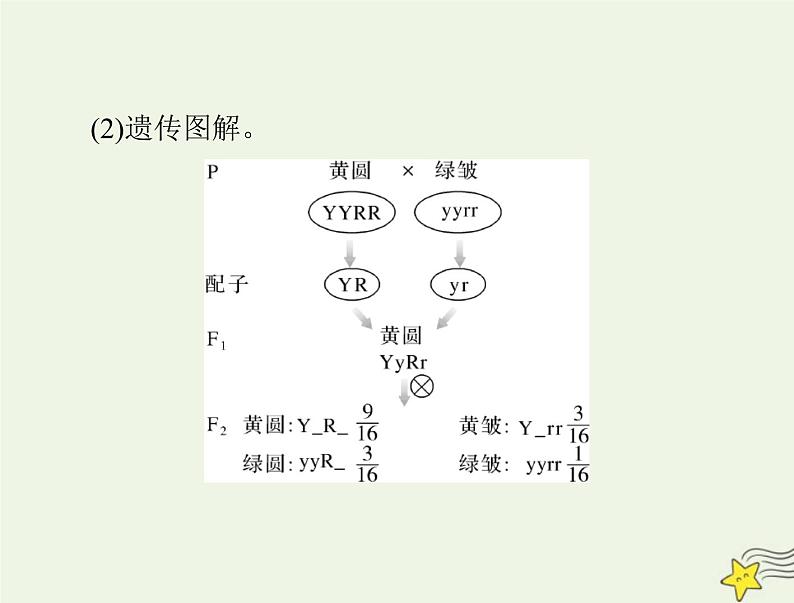 2023版高考生物一轮总复习第1章第2节孟德尔的豌豆杂交实验二课件06