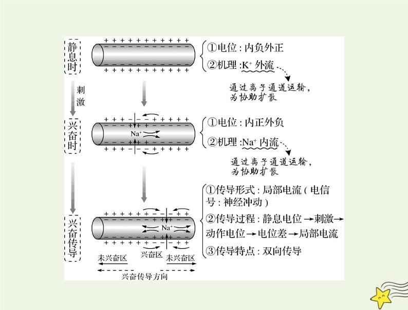 2023版高考生物一轮总复习第2章第3、4、5节神经冲动的产生和传导神经系统的分级调节人脑的高级功能课件03