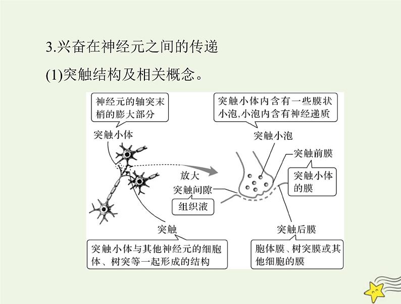 2023版高考生物一轮总复习第2章第3、4、5节神经冲动的产生和传导神经系统的分级调节人脑的高级功能课件06