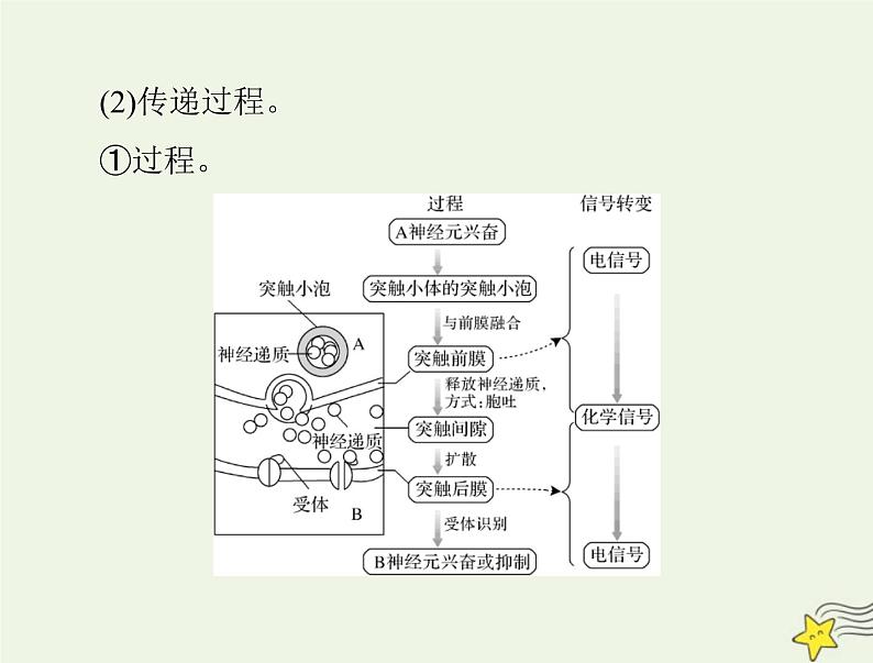 2023版高考生物一轮总复习第2章第3、4、5节神经冲动的产生和传导神经系统的分级调节人脑的高级功能课件07