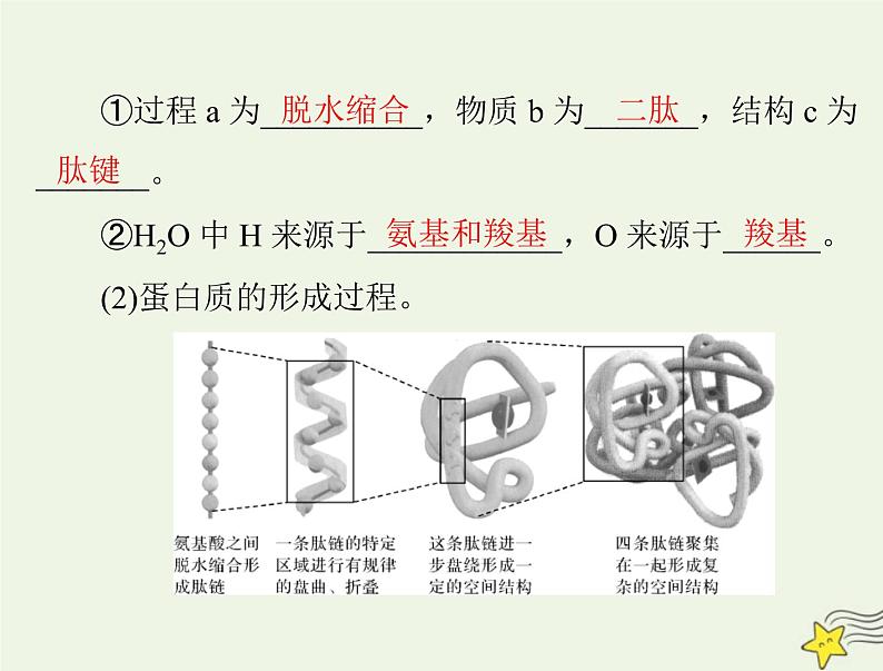 2023版高考生物一轮总复习第2章第4、5节蛋白质是生命活动的主要承担者核酸是遗传信息的携带者课件07