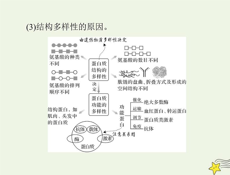 2023版高考生物一轮总复习第2章第4、5节蛋白质是生命活动的主要承担者核酸是遗传信息的携带者课件08