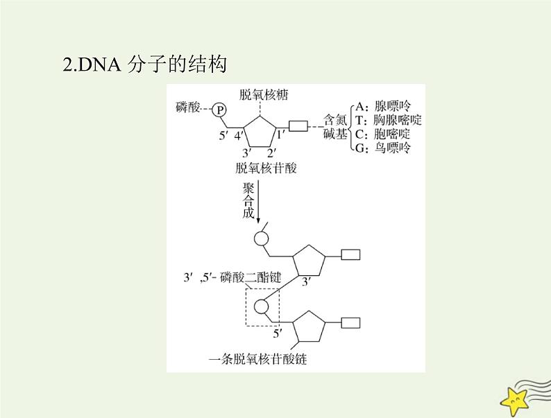 2023版高考生物一轮总复习第3章第2、3、4节DNA的结构DNA的复制及基因通常是有遗传效应的DNA片段课件第3页