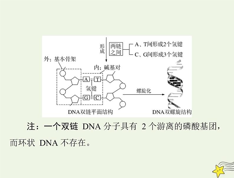 2023版高考生物一轮总复习第3章第2、3、4节DNA的结构DNA的复制及基因通常是有遗传效应的DNA片段课件第4页