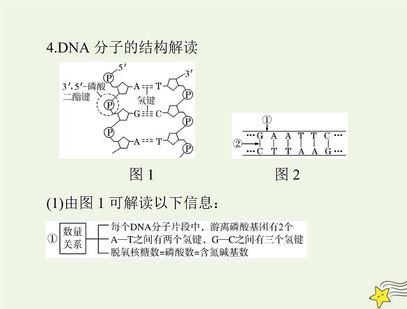 2023版高考生物一轮总复习第3章第2、3、4节DNA的结构DNA的复制及基因通常是有遗传效应的DNA片段课件第7页