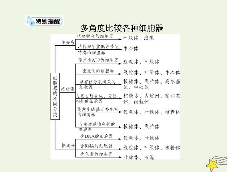 2023版高考生物一轮总复习第3章第2节细胞器之间的分工合作课件第8页