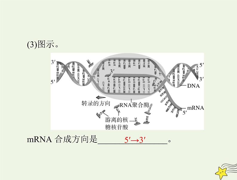 2023版高考生物一轮总复习第4章基因的表达课件第6页