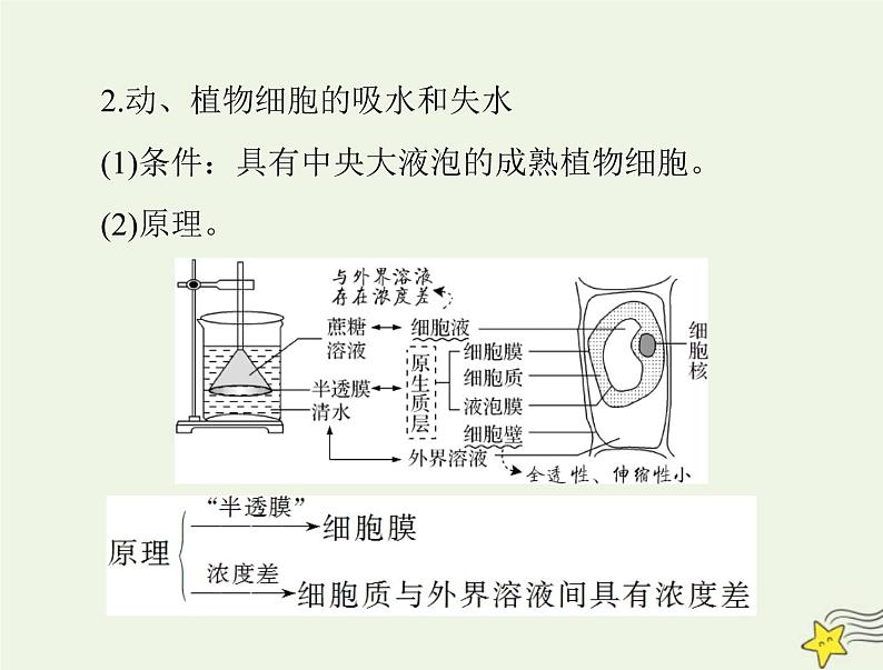 2023版高考生物一轮总复习第4章细胞的物质输入和输出课件第7页