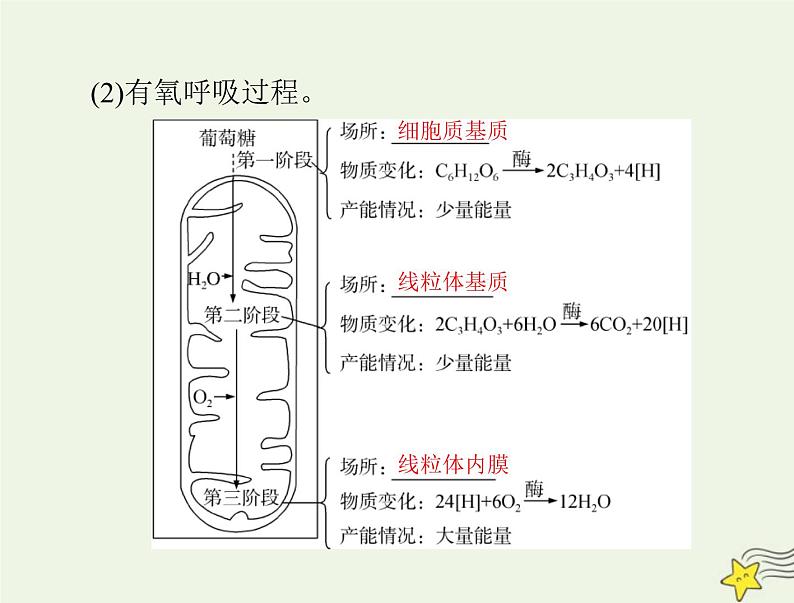 2023版高考生物一轮总复习第5章第3节细胞呼吸的原理和应用课件第3页