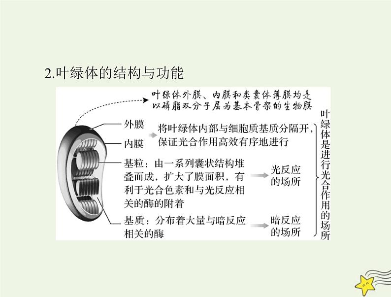 2023版高考生物一轮总复习第5章第4节光合作用与能量转化课件第5页