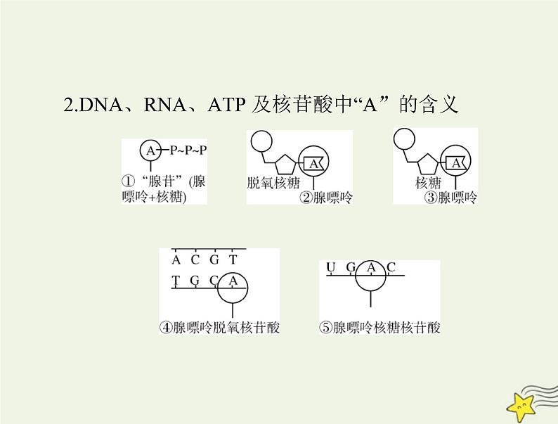 2023版高考生物一轮总复习小专题一四大有机物的综合考查课件04