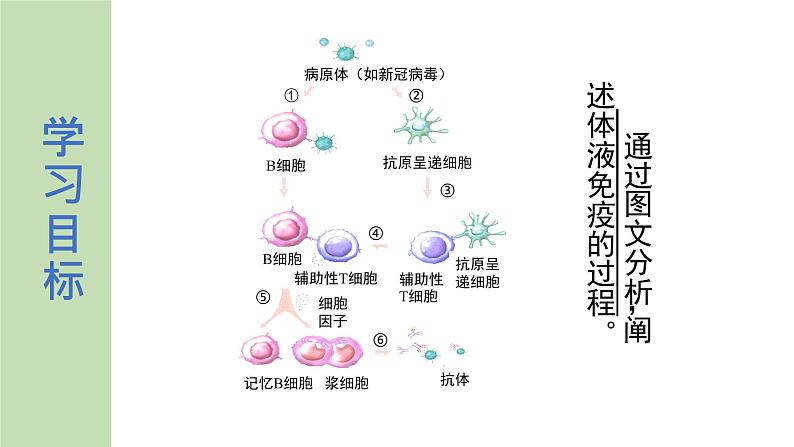 公开课 选1.4.2 特异性免疫 第1课时第2页