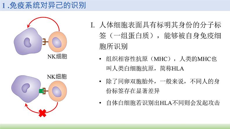 公开课 选1.4.2 特异性免疫 第1课时第4页