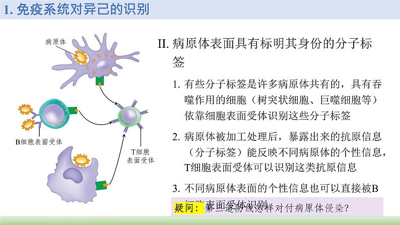 公开课 选1.4.2 特异性免疫 第1课时第5页