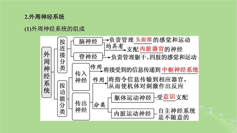 新课标2023版高考生物一轮总复习第八单元动物生命活动的调节第2讲神经调节课件第5页