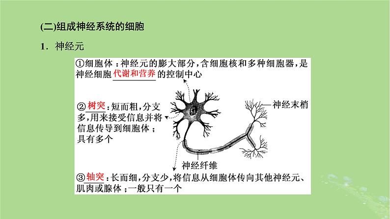 新课标2023版高考生物一轮总复习第八单元动物生命活动的调节第2讲神经调节课件第7页