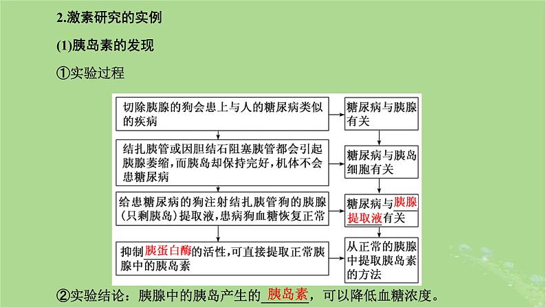 新课标2023版高考生物一轮总复习第八单元动物生命活动的调节第3讲体液调节课件第5页