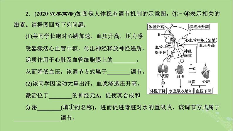 新课标2023版高考生物一轮总复习第八单元动物生命活动的调节第6讲神经_体液_免疫调节模型的构建与生命活动调节方式的判断课件03