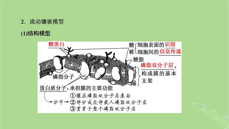 新课标2023版高考生物一轮总复习第二单元细胞的基本结构与物质的输入和输出第1讲细胞的基本结构课件第8页