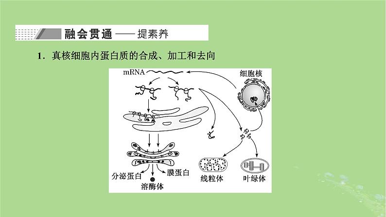 新课标2023版高考生物一轮总复习第二单元细胞的基本结构与物质的输入和输出第3讲细胞结构之间的分工与合作课件第6页