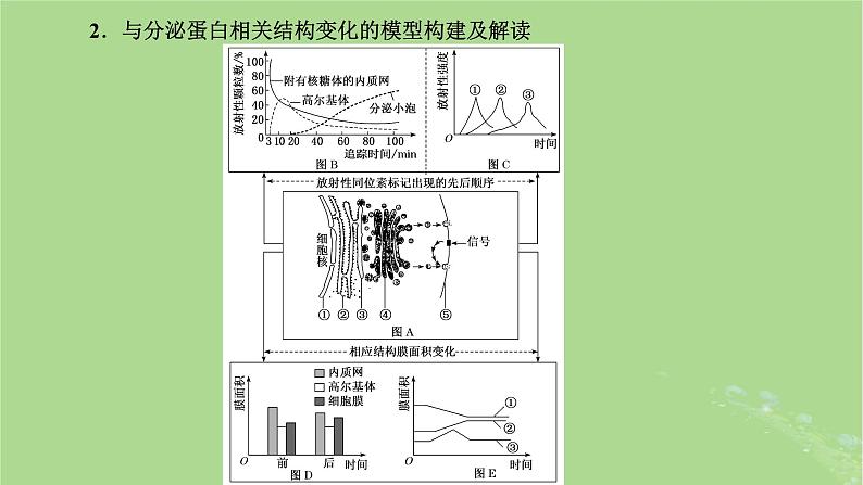 新课标2023版高考生物一轮总复习第二单元细胞的基本结构与物质的输入和输出第3讲细胞结构之间的分工与合作课件第8页