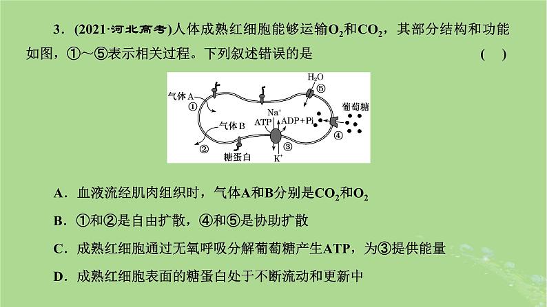 新课标2023版高考生物一轮总复习第二单元细胞的基本结构与物质的输入和输出第4讲从结构与功能观的角度分析生物膜的功能课件第5页