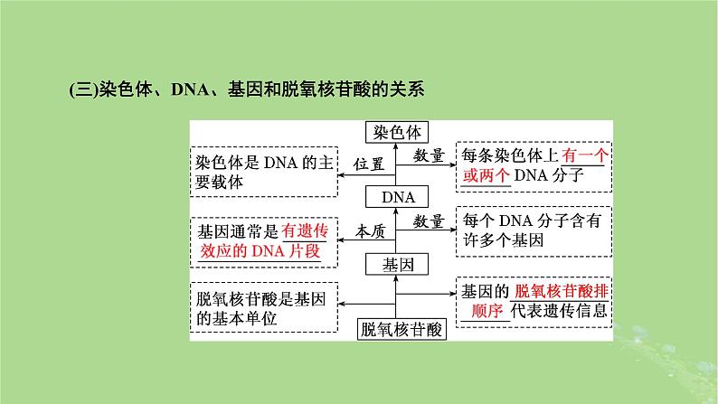 新课标2023版高考生物一轮总复习第六单元基因的本质和表达第2讲DNA的结构复制和基因的概念课件07