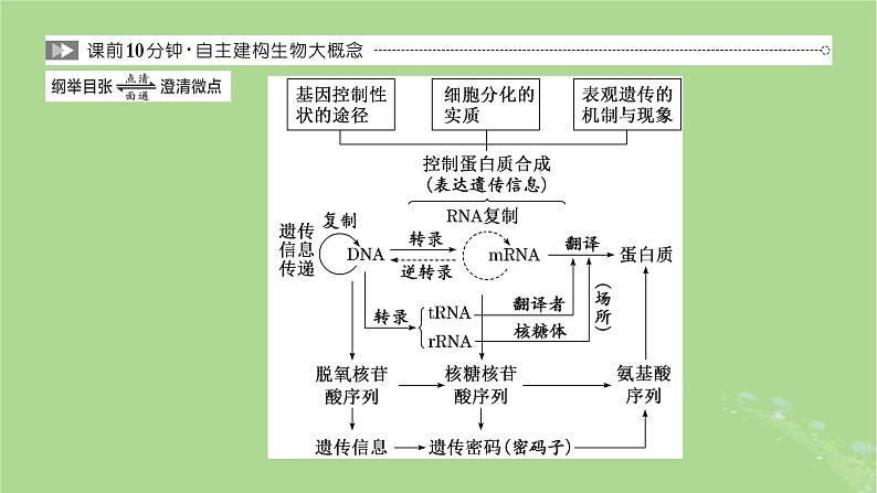 新课标2023版高考生物一轮总复习第六单元基因的本质和表达第3讲基因的表达课件第2页