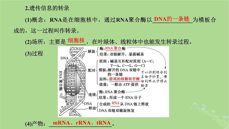 新课标2023版高考生物一轮总复习第六单元基因的本质和表达第3讲基因的表达课件第5页