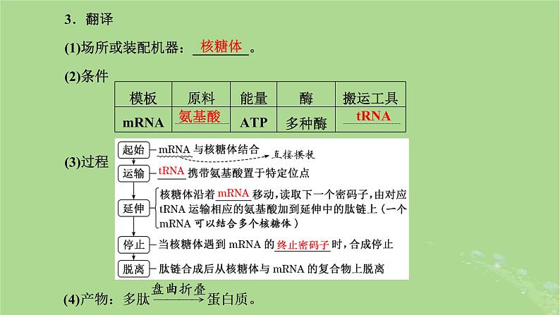 新课标2023版高考生物一轮总复习第六单元基因的本质和表达第3讲基因的表达课件第6页