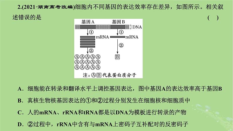 新课标2023版高考生物一轮总复习第六单元基因的本质和表达第5讲从生命信息观的角度理解中心法则课件第3页